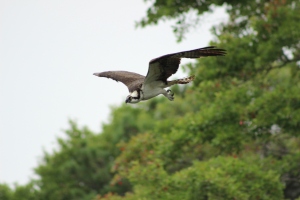 Osprey in flight!